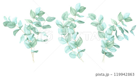Set of eucalyptus sprigs with natural green leaves. Watercolor illustration Perfect for wedding invites, logo design, or botanical prints. Adds an organic touch to product packaging and digital use Set of eucalyptus sprigs with natural green leaves. Watercolor illustration Perfect for wedding invites, logo design, or botanical prints. Adds an organic touch to product packaging and digital use 119942863
