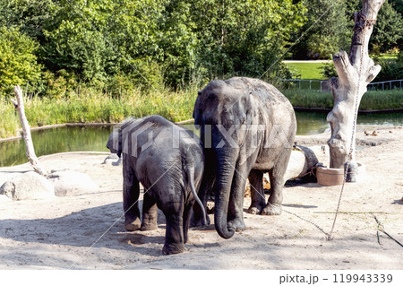 The elephant and her baby elephant are walking together 119943339