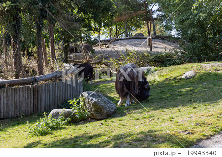 A muskox grazes on a meadow with green grass 119943340