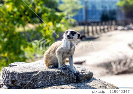 Meerkat or suricate sits on a rock 119943347