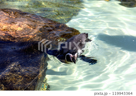 Cute penguin swimming in water Cute penguin swimming in water 119943364