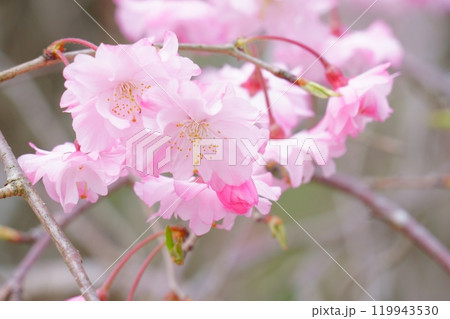 桜の花 桜の花 119943530