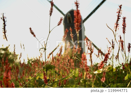 オランダ ライデンの風車と花 119944771