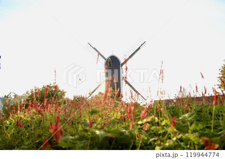 オランダ ライデンの風車と花 119944774