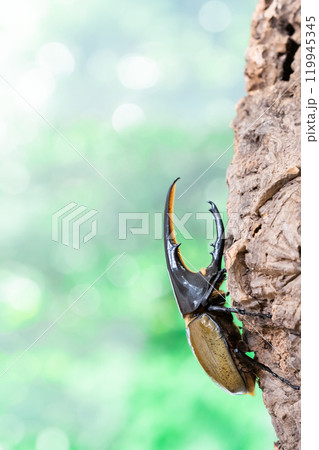 ヘラクレスオオカブト 119945345