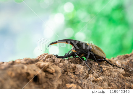 ヘラクレスオオカブト ヘラクレスオオカブト 119945346