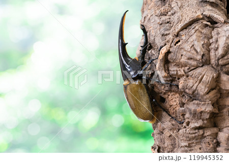 ヘラクレスオオカブト ヘラクレスオオカブト 119945352