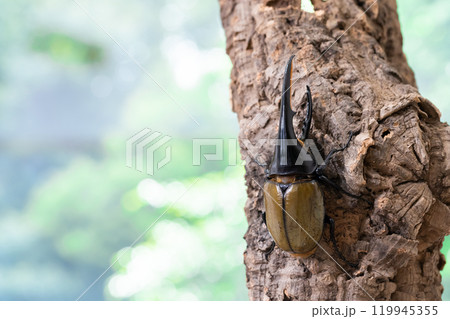 ヘラクレスオオカブト 119945355