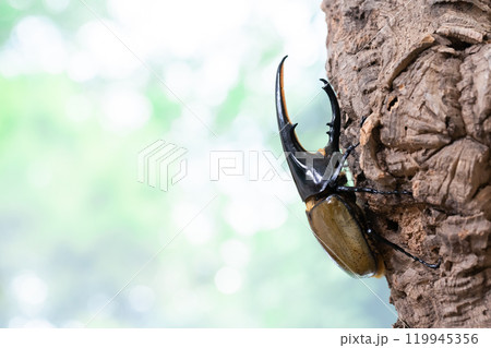 ヘラクレスオオカブト 119945356