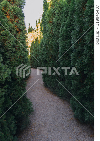 Maze Path Trees Garden - A gravel path winds through tall, green hedges in a maze leading toward a castle in the distance. 119945407