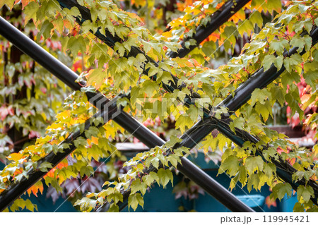 Leaves, Fence, Autumn - Yellow and red leaves climb a metal fence in autumn. Leaves, Fence, Autumn - Yellow and red leaves climb a metal fence in autumn. 119945421