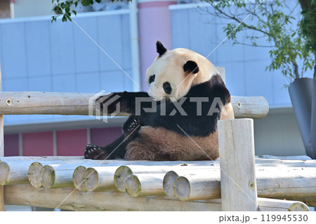 遊具の上でくつろぐ愛浜 遊具の上でくつろぐ愛浜 119945530