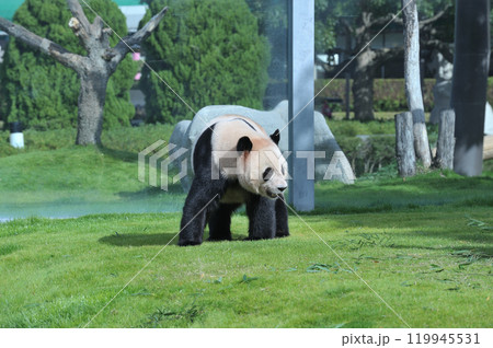 お散歩中の愛浜 お散歩中の愛浜 119945531