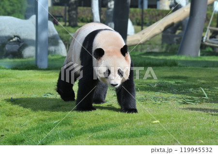 お散歩中の愛浜 お散歩中の愛浜 119945532