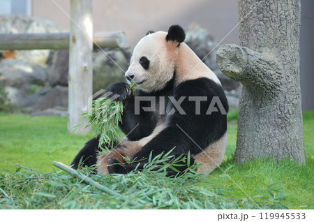 おいしそうに竹を食べる愛浜 119945533