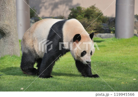 お散歩中の愛浜 119945566