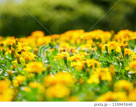 満開の花壇 119945646