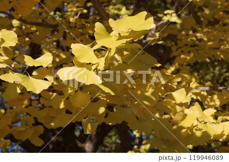 見ごろのイチョウの葉 ginkgo leaves on golden foliage season 119946089