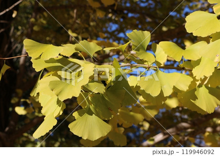 見ごろのイチョウの葉 ginkgo leaves on golden foliage season 119946092