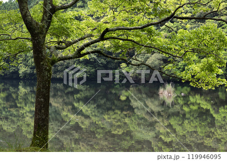 エノキの新緑と水鏡の池 エノキの新緑と水鏡の池 119946095