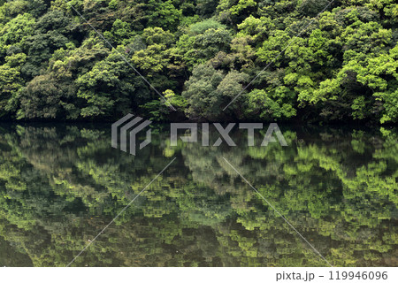 新緑の森と水鏡の池 119946096