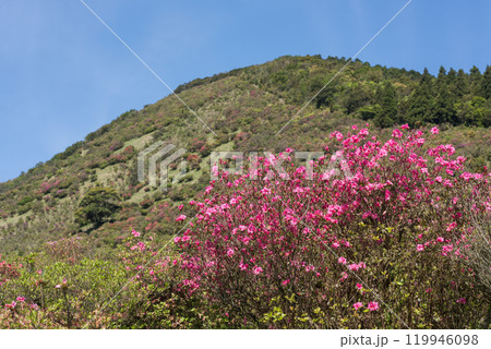 高峠をバックにピンクのツツジの花 高峠をバックにピンクのツツジの花 119946098