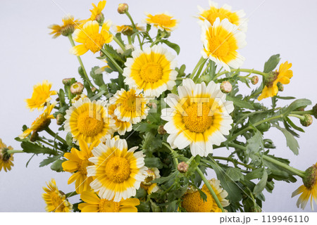 白い覆輪の黄色い春菊の切り花 119946110