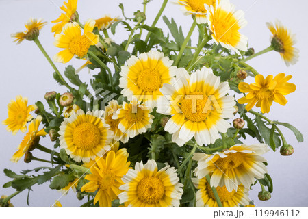 白い覆輪の黄色い春菊の切り花 119946112