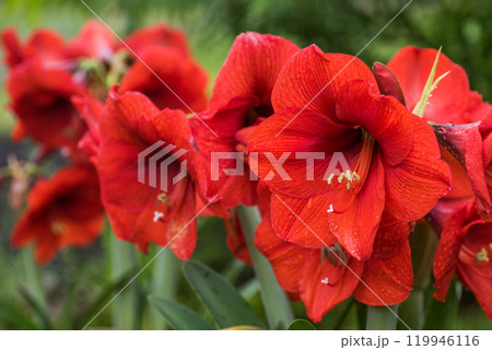 雨に濡れた並んだヒッペアストルムの花 雨に濡れた並んだヒッペアストルムの花 119946116
