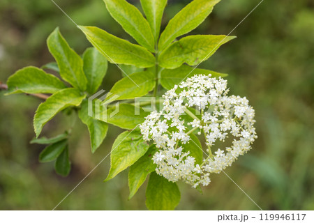 セイヨウニワトコの白い花 セイヨウニワトコの白い花 119946117