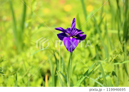 ハナショウブの花 119946695