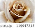 Close-up of a delicate peach-colored rose in full bloom 119947218
