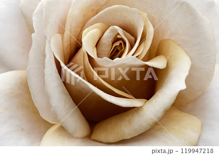 Close-up of a delicate peach-colored rose in full bloom 119947218
