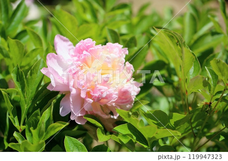 可愛い シャクヤクの花 千秋 可愛い シャクヤクの花 千秋 119947323