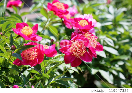 鮮やか　シャクヤクの花 119947325