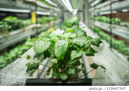 Strawberry Polka growing in smart greenhouse. Shelved hothouse cultivating fruit in dust free indoor 119947347