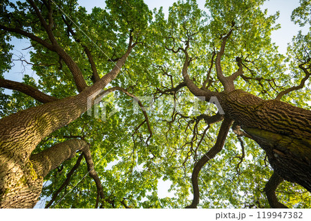Large oak trees spread crown and branches in park from below. Tree canopy shields plant from wind 119947382