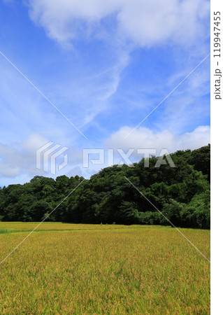 青空と白い雲 青空と白い雲 119947455