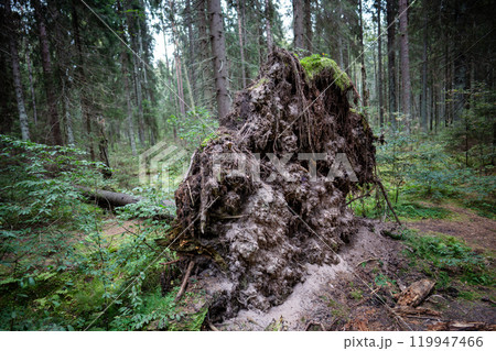 Tree with exposed broken roots, felled by wind during hurricane in middle of forest on edge of woods 119947466