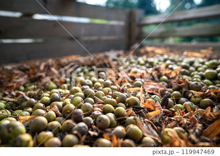 Apples and withered leaves are collected in container in countryside. Eco gardening, sustainability 119947469