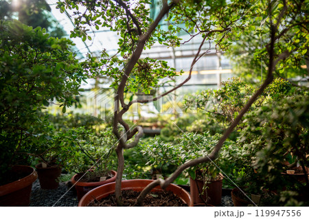Potted plants in greenhouse lit by sunlight. Tropical shrub and trees in glasshouse inside Potted plants in greenhouse lit by sunlight. Tropical shrub and trees in glasshouse inside 119947556