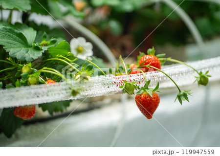 Blooming Strawberry cultivation in greenhouse. Mini-farm for growing Fragaria in artificial soil.  119947559