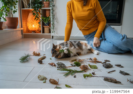 Lazy cat playing with pine branch, dry leaves on kitchen floor at home Lazy cat playing with pine branch, dry leaves on kitchen floor at home 119947564