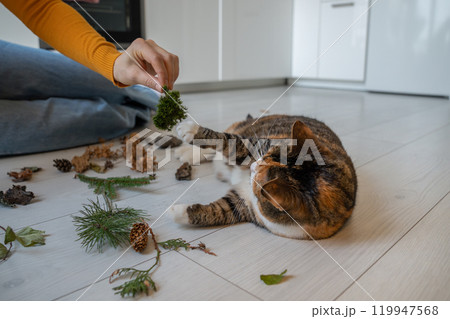 Woman playing with cat using moss at home, cat touching plant paw lying on floor. 119947568