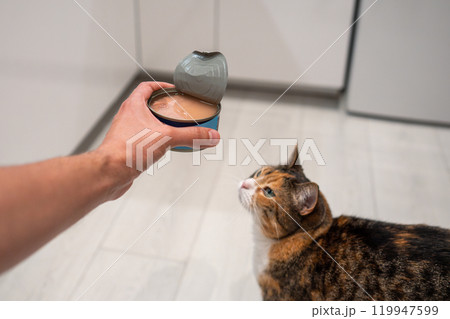 Cat waiting on floor for tuna canned food from owner hand, natural food, care for healthy digestion Cat waiting on floor for tuna canned food from owner hand, natural food, care for healthy digestion 119947599