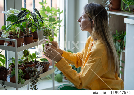Plants in home pleases female florist. Interested woman gardener spend time caring green houseplants 119947670