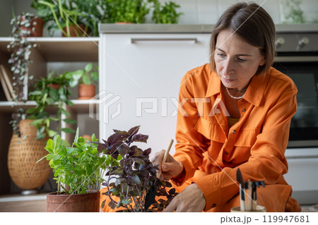 Woman plant lover taking care about potted homegrown basil plants sits on floor on kitchen. Hobby 119947681