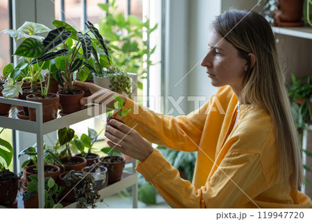 Woman holding small pot with green Pilea houseplant, thinking of light-loving plant place on shelf Woman holding small pot with green Pilea houseplant, thinking of light-loving plant place on shelf 119947720