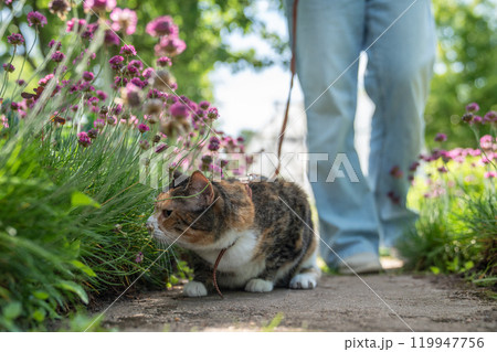Stressed cat on leash presses to ground among plants flowers, tensely looking around. Stressed cat on leash presses to ground among plants flowers, tensely looking around. 119947756
