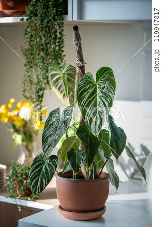 Philodendron Splendid plant with wet hear shaped green velvet leaves in ceramic pot at home.  119947817